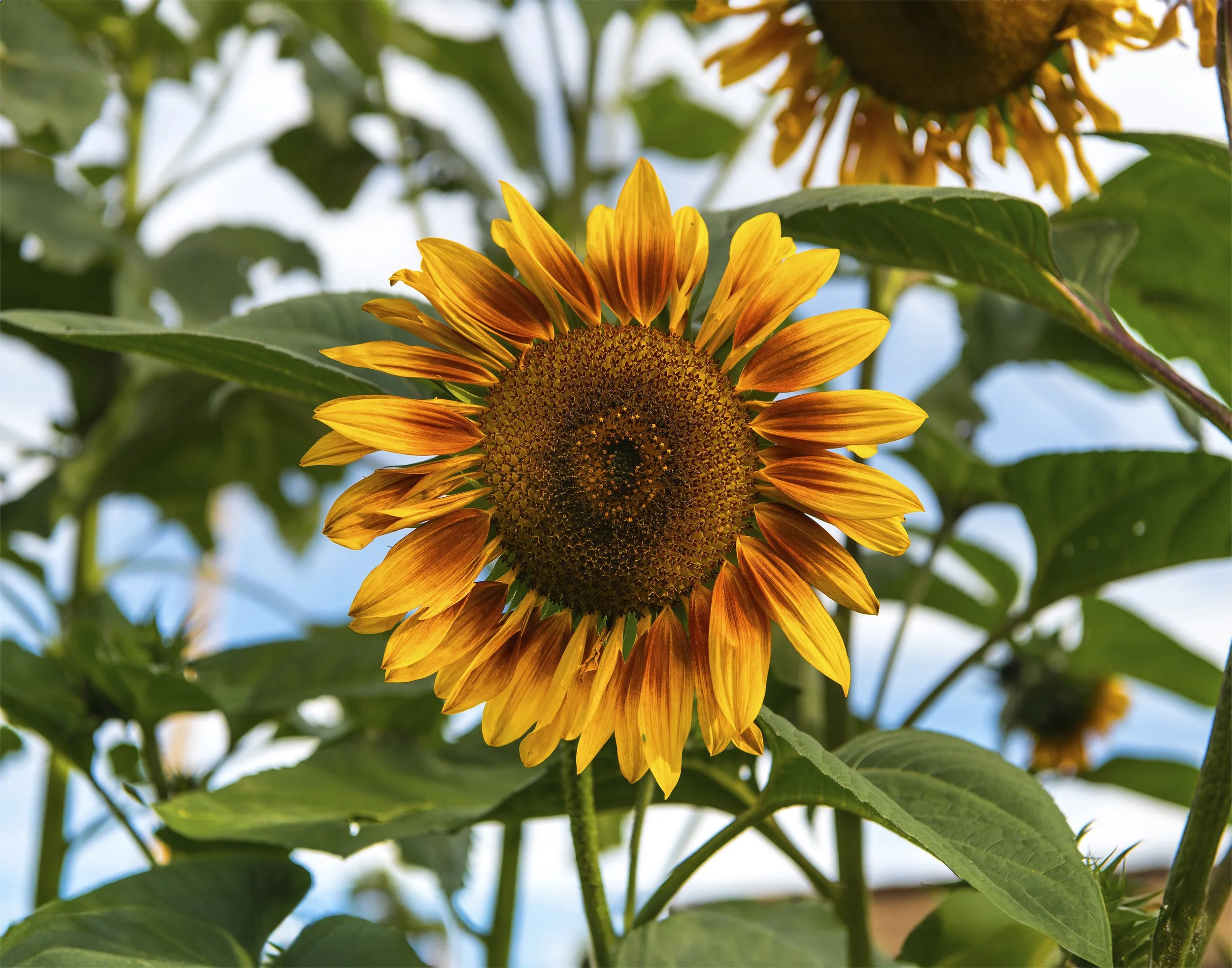 Sunflowers — Csorba